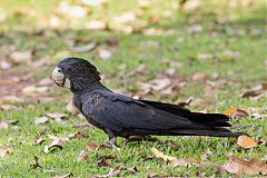 Red-tailed Black-Cockatoo